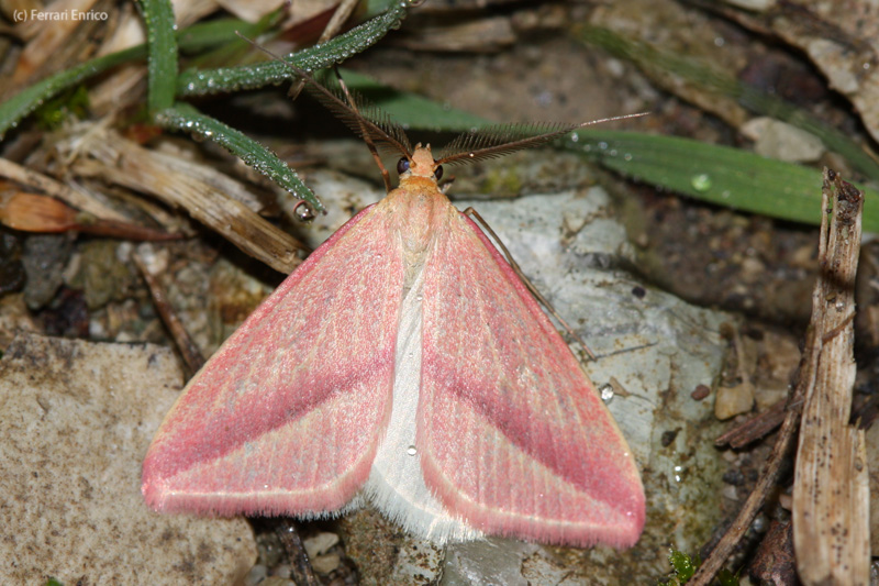 Rhodometra sacraria 